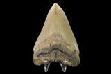 Serrated, Fossil Megalodon Tooth - North Carolina #147493-2